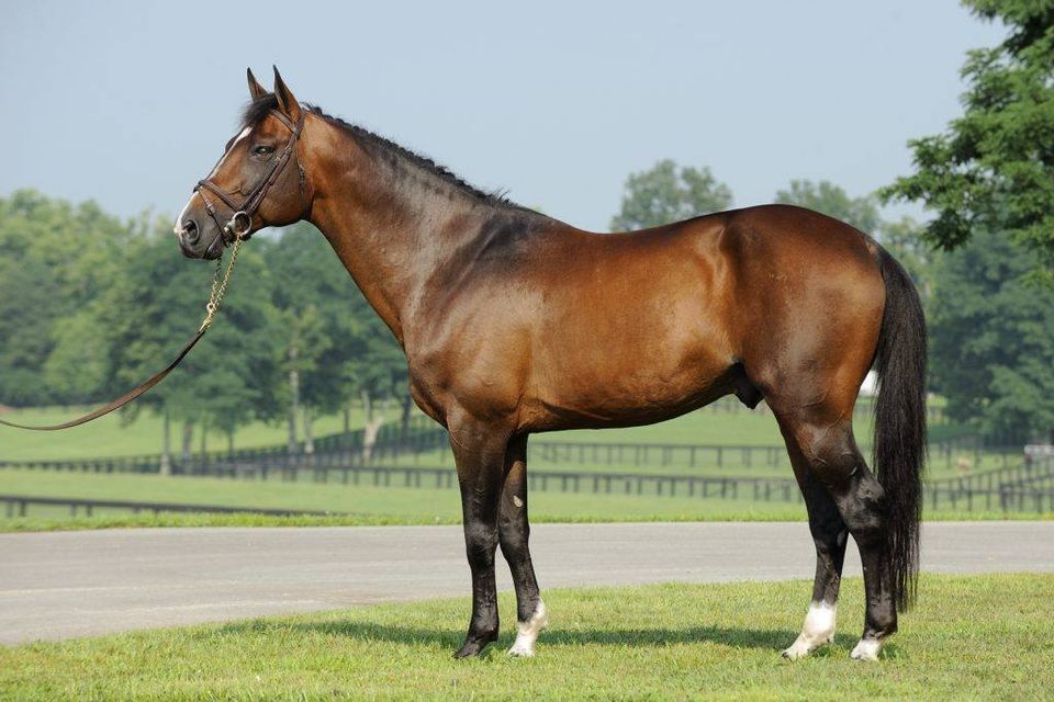 Irish Sport Horses